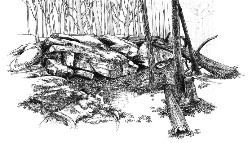 Awakening Woods Sketch