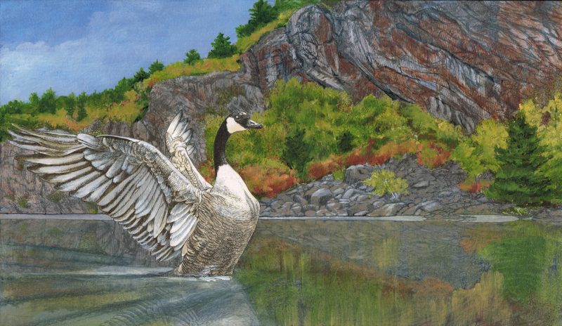 Canada Goose