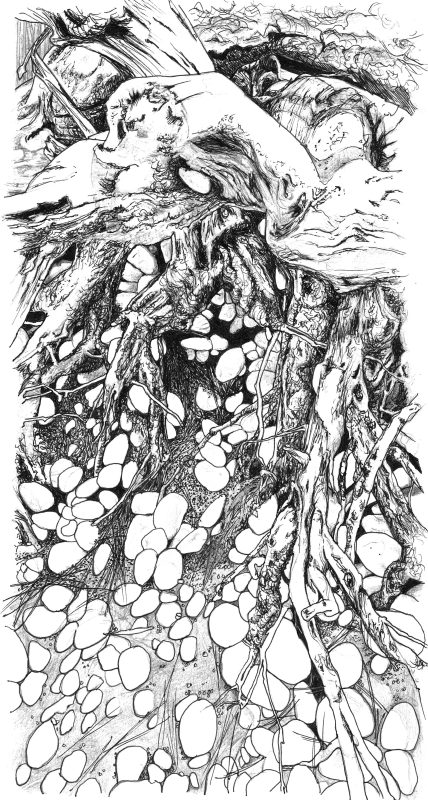 Pebbles ‘n Roots Sketch