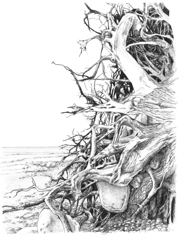Uprooted Sketch