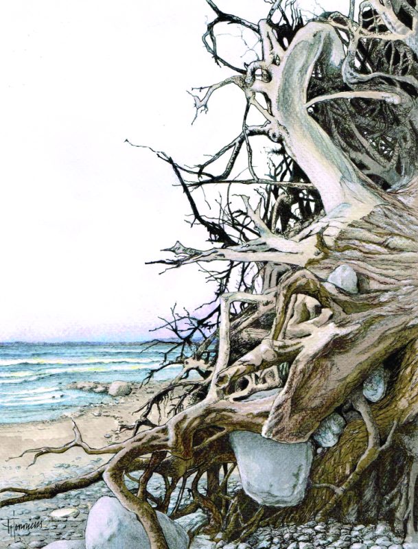 Roots